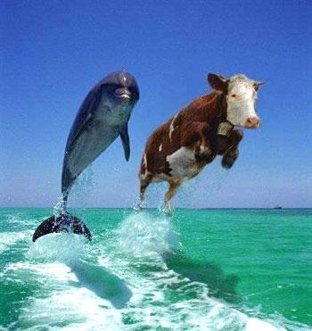 http://www.vins.co.il/uploads/funny/cow-and-dolphine.jpg